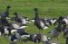 1-Bernache cravant du Pacifique | Branta bernicla orientalis | Black-bellied Brant Goose